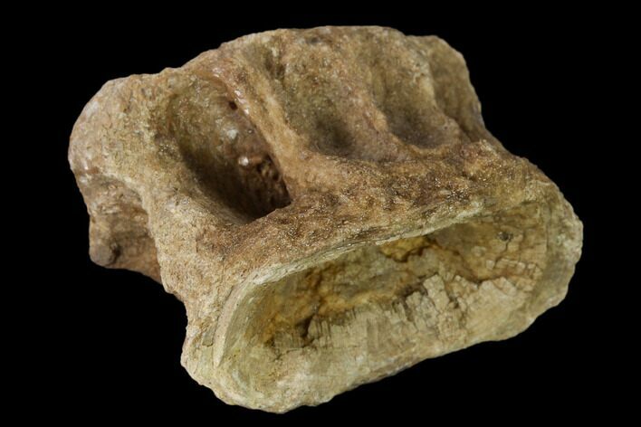 Fossil Xiphactinus (Cretaceous Fish) Vertebra - Kansas #139289